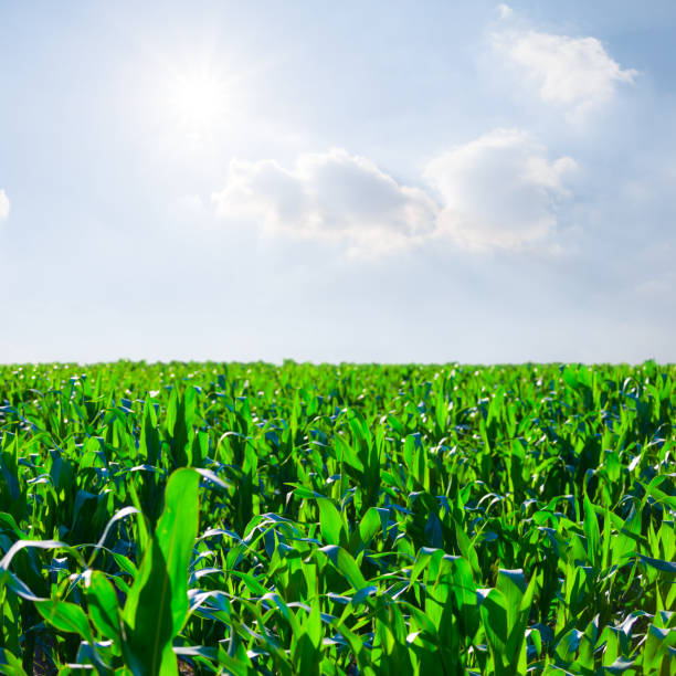 istock green summer rural field under a sparkle sun 2160757035