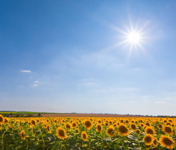 istock summer sunflower field at the sunny day 2160757070