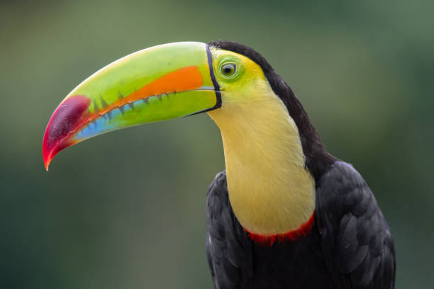 istock Keel-billed toucan portrait 2160757079