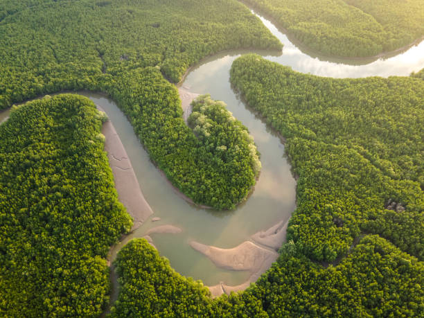 istock Aerial top down view of mangrove forest background texture 2160757089