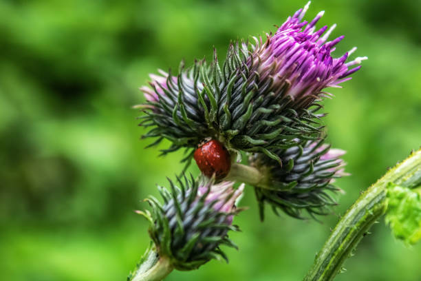 Macro  - Forest - Europe, Romania, Suceava region
