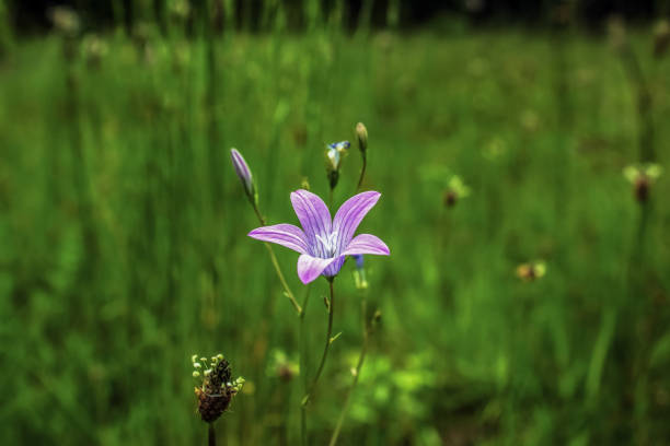 Macro  - Forest - Europe, Romania, Suceava region