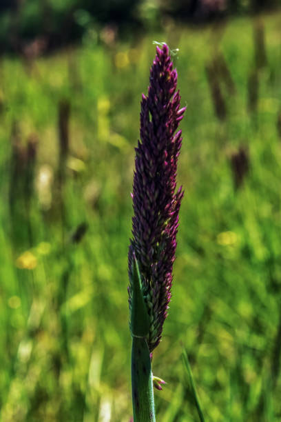 istock Macro  - Forest - Europe, Romania, Suceava region 2160758010