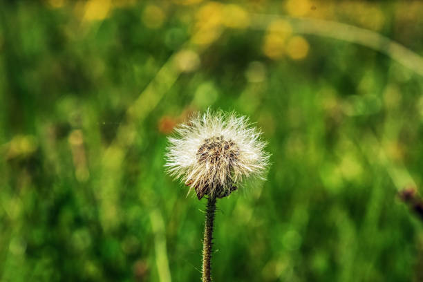 Macro  - Forest - Europe, Romania, Suceava region