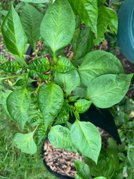 istock Pepper Plant in Grow Bags 2160759304