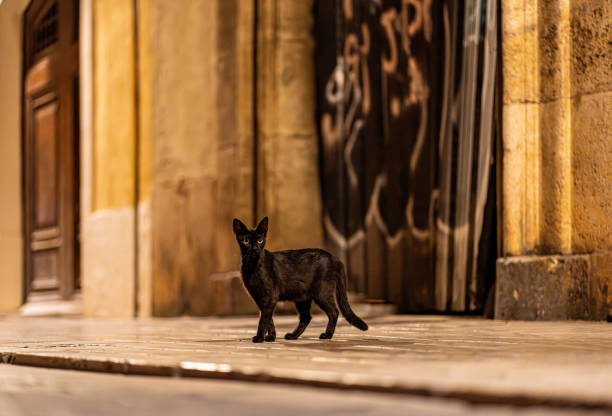 Black Cat in Urban Alley