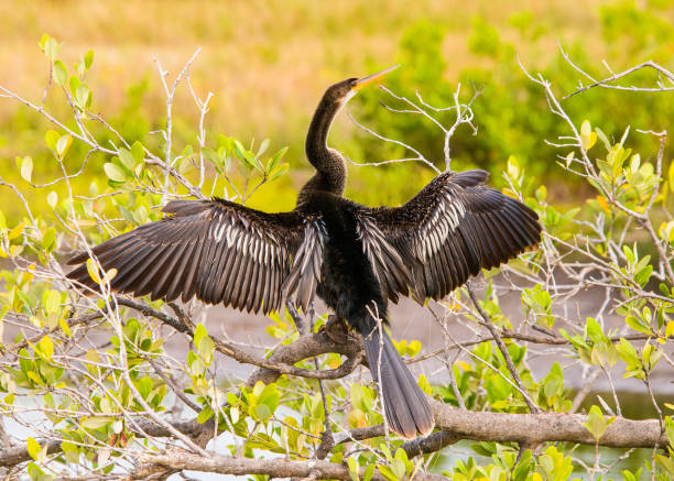 istock A male anhinga, Anhinga anhinga, drying his wings while perched on a branch of a mangrove tree in a coastal wetland. His wings are spread, his neck is stretched, and his beak is turned up. 2160762096