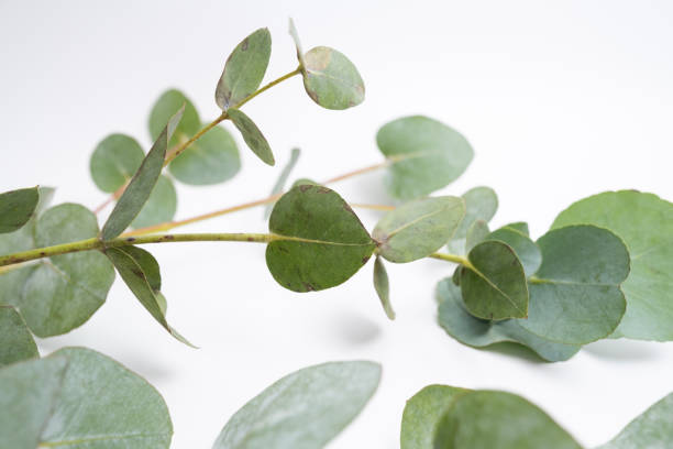 istock Green eucalyptus branch on an empty light background. Background for product presentation. Cosmetic cosmetics advertising display mockup. Congratulations card 2160764239