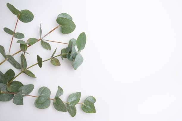 istock Green eucalyptus branch on an empty light background. Background for product presentation. Cosmetic cosmetics advertising display mockup. Congratulations card 2160764257