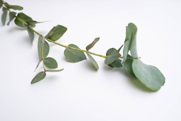 istock Green eucalyptus branch on an empty light background. Background for product presentation. Cosmetic cosmetics advertising display mockup. Congratulations card 2160764276