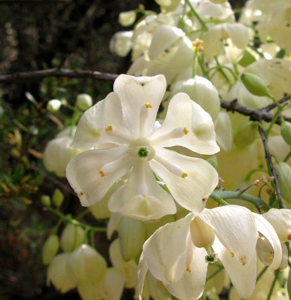 istock Chaparral Yucca (Hesperoyucca whipplei) Flower 2160764946