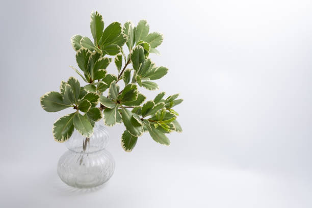 istock Green eucalyptus branch on an empty light background. Background for product presentation. Cosmetic cosmetics advertising display mockup. Congratulations card 2160765042