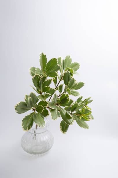 istock Green eucalyptus branch on an empty light background. Background for product presentation. Cosmetic cosmetics advertising display mockup. Congratulations card 2160765051