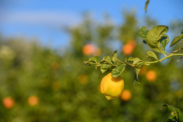 lemons on branches in a garden in Cyprus in winter 8