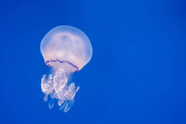 Translucent jellyfish drifting gracefully in blue water. The jellyfish delicate body and tentacles are highlighted against the vibrant blue background, creating a mesmerizing scene.