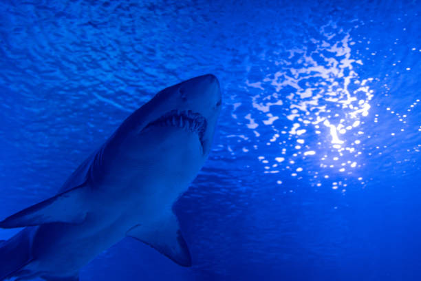 Underwater silhuette side view of a shark in a aquarium