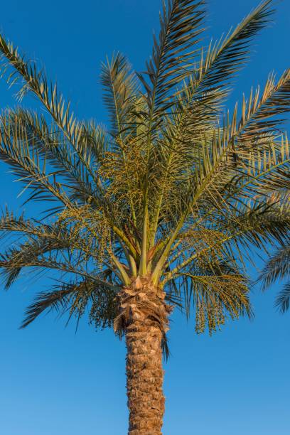 istock Tall palm tree with green fronds against a clear blue sky on a sunny day. 2160769808
