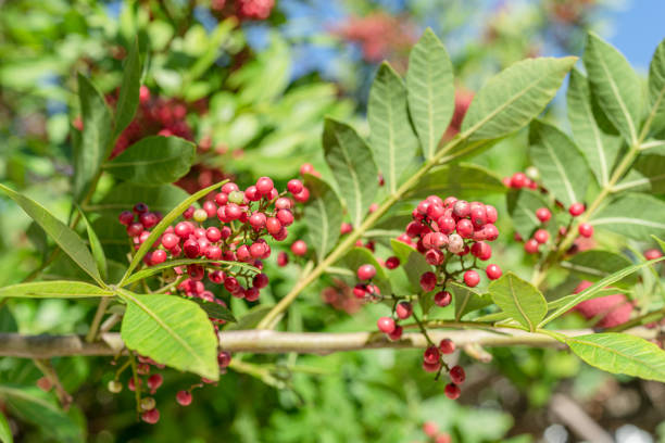Fresh pink peppercorns on peruvian pepper tree branch. Blue sky at the background.