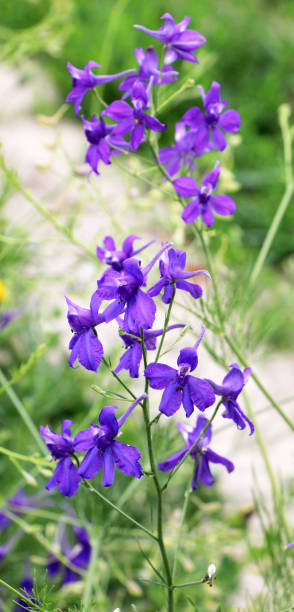 istock Consolida regalis blooms in the field 2160771689