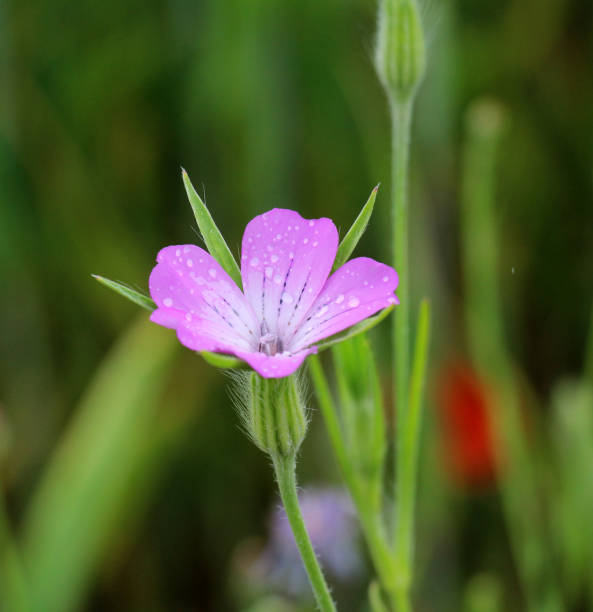 The poisonous weed Agrostemma githago grows in the field among cereal crops