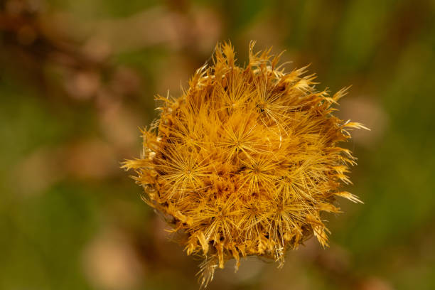 a dry thistle flower head in summer in Texas
