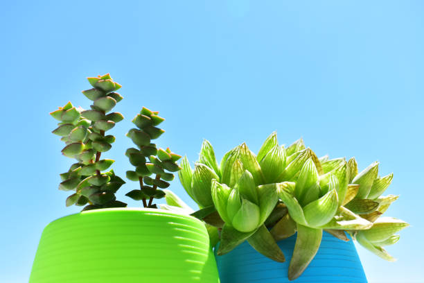 istock Green potted plant 2160773070
