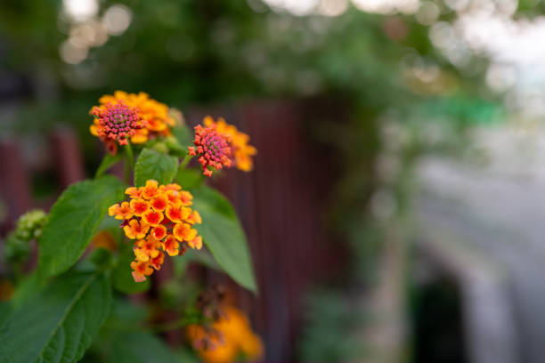 Material of Lantana blooming at dusk
