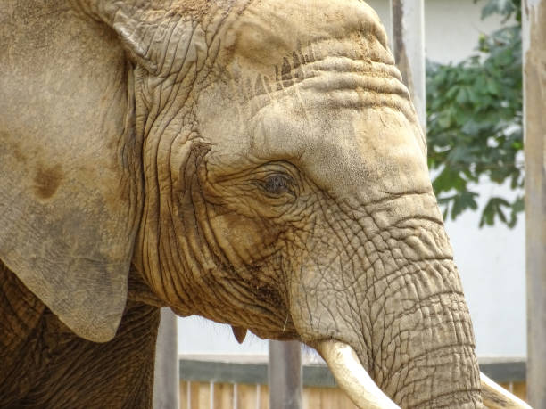 Elephant profile close up