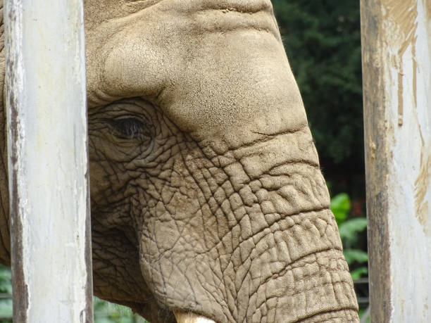 African elephant at zoo in summer. Detail