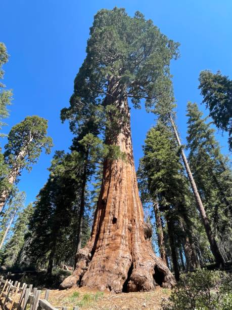 istock Kings Canyon and Sequoia National Park 2160773567