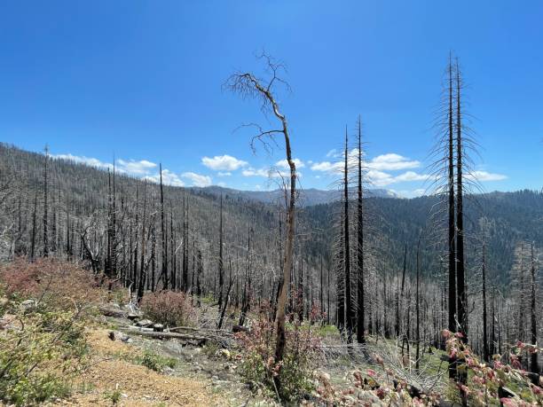 istock Kings Canyon and Sequoia National Park 2160773611