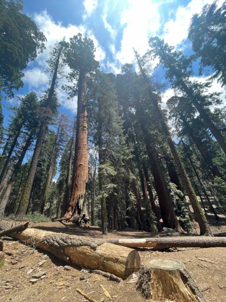 istock Kings Canyon and Sequoia National Park 2160773617