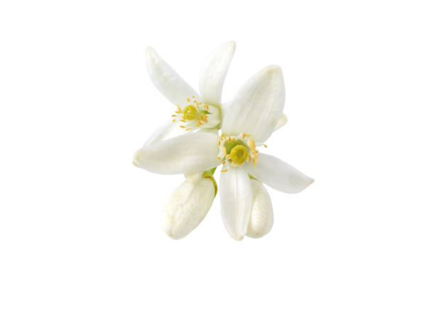 istock Orange tree blossom flowers and buds isolated on white 2160773988