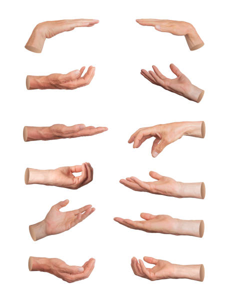 istock Palms giving, taking, begging, asking and holding gestures, hand sign isolated on white background, 2160774087