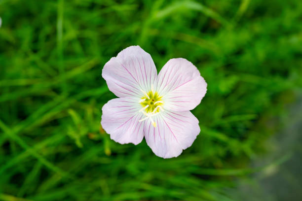 Oenothera speciosa, commonly called white evening primrose, features fragrant, bowl-shaped, four-petaled, white flowers (to 2-3” diameter) with yellow anthers that bloom from the upper leaf axils in spring (May-July). Flowers often mature to rosy pink as noted by this plant’s additional common names of pink evening primrose and pink ladies.