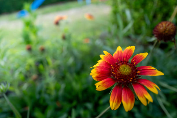 Gaillardia × grandiflora Van Houtte\nBlanketflower\nAsteraceae