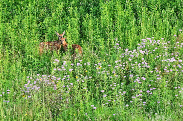 Deer, wildlife, photos, forest, Pacific Northwest, America, nature, serene, majestic, antlers, natural habitat, greenery, lush, trees, foliage, woodland, tranquil, peaceful, grazing, wilderness, wild, animal, scenic, beauty, fauna, camouflage, mossy, environment, pristine, outdoors, serene setting, biodiversity, wild deer, forest floor, sunlight, shadows, native, species, ecosystem, Pacific, Northwest, tranquil, enchanting, habitat, photography, forest landscape, wildlife photography, Pacific wildlife, natural scenery, woodland creature, northwest wildlife