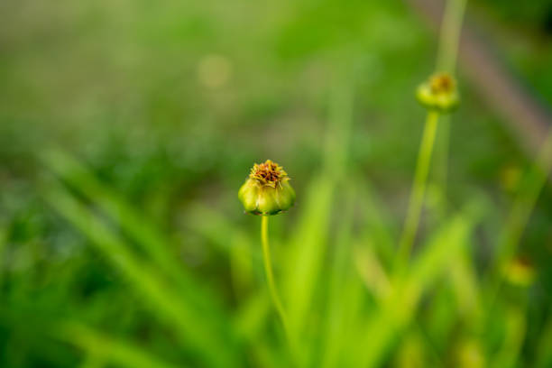 Bud of Coreopsis lanceolata blooming at dusk