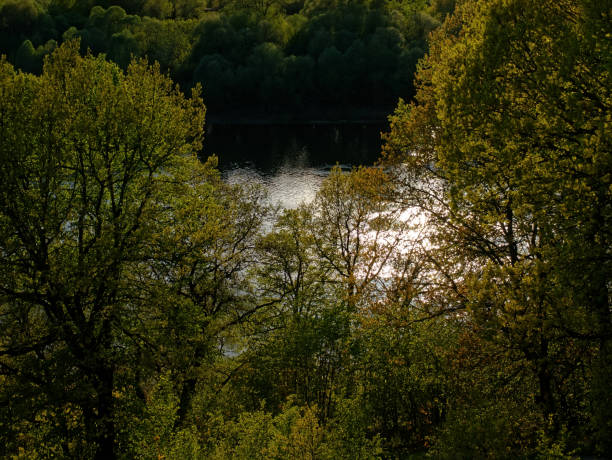 Trees on the riverbank in the evening, Russia