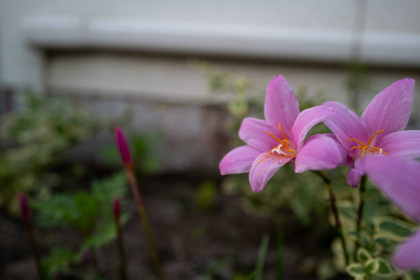 Material of Zephyr lily blooming at dusk