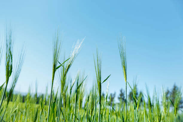 istock Beautiful Fresh Green wheat Field 2160779181