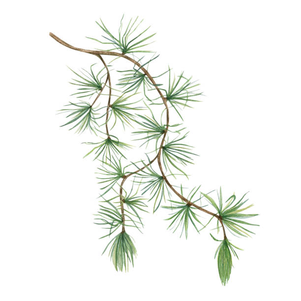 istock European Larch or Larix tree (Larix decidua). Branch with green foliage. Christmas pine tree branch with needles. Watercolor illustration isolated on white. For educational and decorative purposes. 2160781964