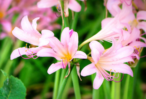 Pink springtime wild flowers growing in woods rich dirt,