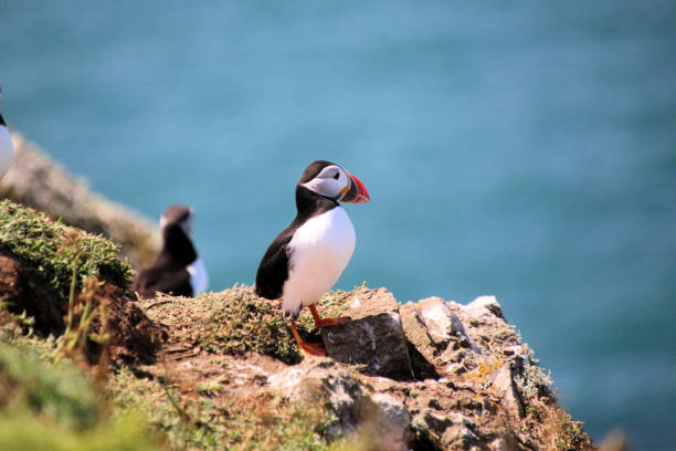 istock A view of an Atlantic Puffin 2160785854