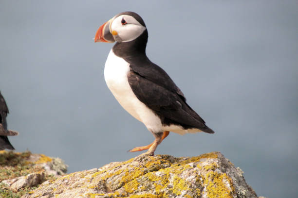 istock A view of an Atlantic Puffin 2160785876