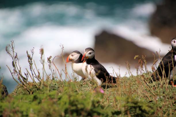 istock A view of an Atlantic Puffin 2160785935