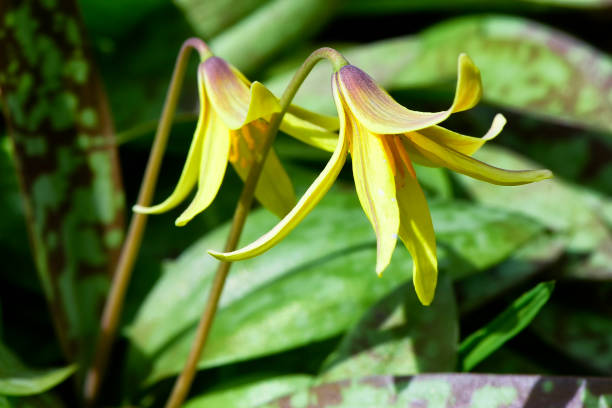 Two yellow trout lily blossom in springtime in Litchfield connecticut.