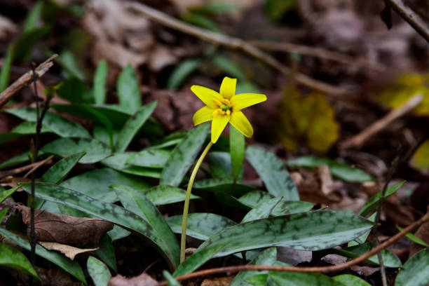 A single yellow trout lily blossom in springtime in Litchfield connecticut.