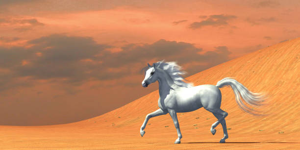 istock White Arabian Horse 2160786840