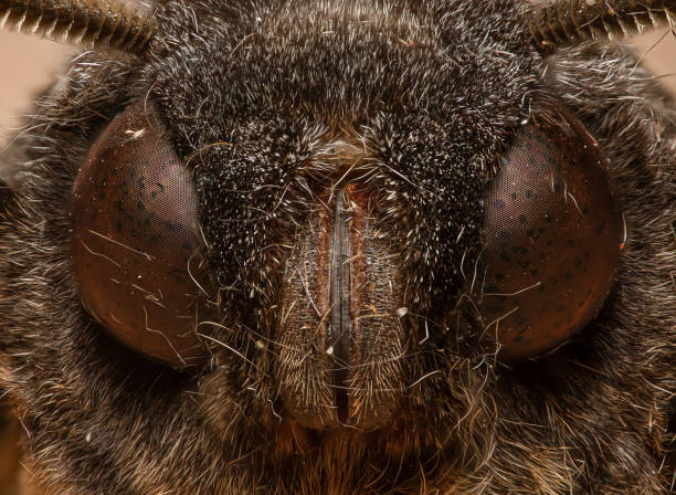 Portrait of Blow Fly on blue